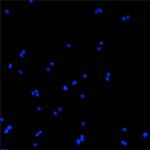 BEX1 Antibody in Immunocytochemistry (ICC/IF)