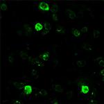 BEX1 Antibody in Immunocytochemistry (ICC/IF)