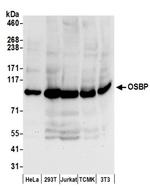 OSBP Antibody in Western Blot (WB)