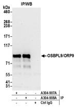 OSBPL9/ORP9 Antibody in Western Blot (WB)