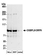 OSBPL9/ORP9 Antibody in Western Blot (WB)