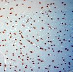 c-Fos Antibody in Immunohistochemistry (Paraffin) (IHC (P))