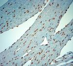 c-Fos Antibody in Immunohistochemistry (Paraffin) (IHC (P))