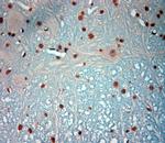 c-Fos Antibody in Immunohistochemistry (Paraffin) (IHC (P))