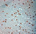 c-Fos Antibody in Immunohistochemistry (Paraffin) (IHC (P))