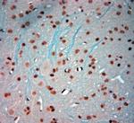 c-Fos Antibody in Immunohistochemistry (Paraffin) (IHC (P))