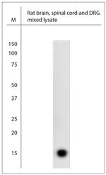 Complexin-2 Antibody in Western Blot (WB)