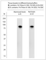 PSD95 Antibody in Western Blot (WB)