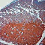 SLC1A2 Antibody in Immunohistochemistry (Paraffin) (IHC (P))