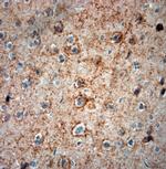 GAD65, 67 Antibody in Immunohistochemistry (Paraffin) (IHC (P))