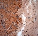 GAD65, 67 Antibody in Immunohistochemistry (Paraffin) (IHC (P))