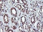 OSGEP Antibody in Immunohistochemistry (Paraffin) (IHC (P))