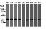 OSGEP Antibody in Western Blot (WB)