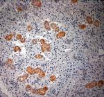 native NGF Antibody in Immunohistochemistry (Paraffin) (IHC (P))