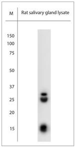 native NGF Antibody in Western Blot (WB)