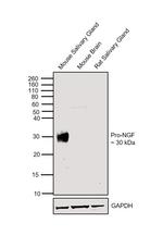 NGF Antibody