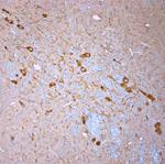 nNOS Antibody in Immunohistochemistry (Paraffin) (IHC (P))