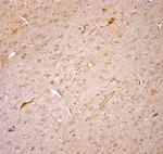 nNOS Antibody in Immunohistochemistry (Paraffin) (IHC (P))