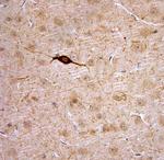 nNOS Antibody in Immunohistochemistry (Paraffin) (IHC (P))