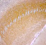 nNOS Antibody in Immunohistochemistry (Paraffin) (IHC (P))