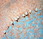 HCN1 Antibody in Immunohistochemistry (Paraffin) (IHC (P))