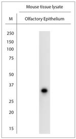 Olfr24 Antibody in Western Blot (WB)