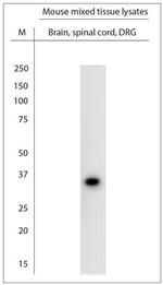 Synaptophysin Antibody in Western Blot (WB)