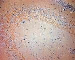 5HT7 R Antibody in Immunohistochemistry (Paraffin) (IHC (P))