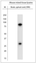 Striatin 4 Antibody in Western Blot (WB)