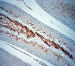 ISCA2 Antibody in Immunohistochemistry (Paraffin) (IHC (P))