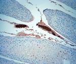 ISCA2 Antibody in Immunohistochemistry (Paraffin) (IHC (P))