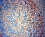 TrkB Antibody in Immunohistochemistry (Paraffin) (IHC (P))