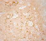 VAChT Antibody in Immunohistochemistry (Paraffin) (IHC (P))