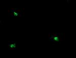 OTUB1 Antibody in Immunocytochemistry (ICC/IF)