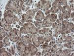 OTUB1 Antibody in Immunohistochemistry (Paraffin) (IHC (P))