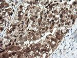 OTUB1 Antibody in Immunohistochemistry (Paraffin) (IHC (P))