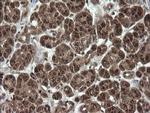 OTUB1 Antibody in Immunohistochemistry (Paraffin) (IHC (P))