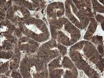 OTUB1 Antibody in Immunohistochemistry (Paraffin) (IHC (P))