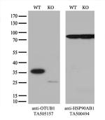 OTUB1 Antibody in Western Blot (WB)