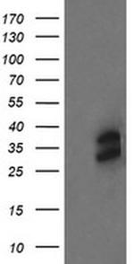 OTUB1 Antibody in Western Blot (WB)