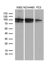 OTUD7B Antibody in Western Blot (WB)