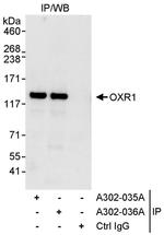 OXR1 Antibody in Immunoprecipitation (IP)