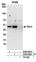 Oct-4 Antibody in Western Blot (WB)