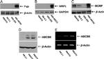 P-Glycoprotein Antibody in Western Blot (WB)