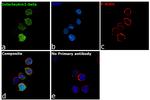 IL-1 beta Antibody in Immunocytochemistry (ICC/IF)