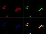 P53 Antibody in Immunocytochemistry (ICC/IF)