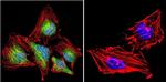 NFATC4 Antibody in Immunocytochemistry (ICC/IF)