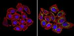 nNOS Antibody in Immunocytochemistry (ICC/IF)