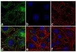 Leptin Antibody