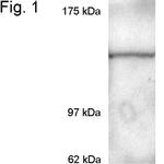 CRM1 Antibody in Western Blot (WB)